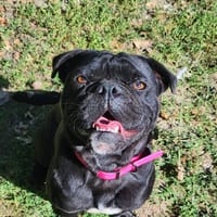 JOYEUX, chien à adopter