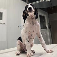 CASSIS, chien à adopter