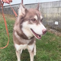 LOUKY, chien à adopter