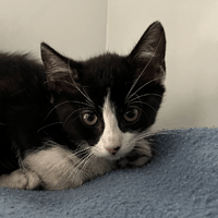 Vick, chatte à adopter