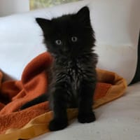 Bed, chat à adopter