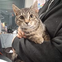 ODIN, chat à adopter