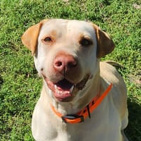 NALA, chienne à adopter