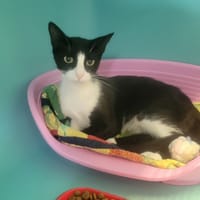 NANA, chatte à adopter