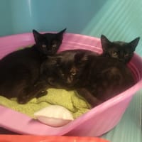 FLANELLE, chatte à adopter