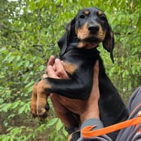 DINGO, chien à adopter