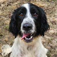 BOBBY, chien à adopter