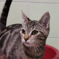KIRA, chatte à adopter