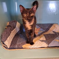 Pandora, chatte à adopter