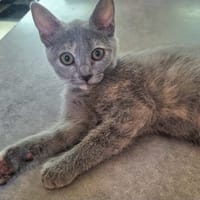 SOCKET, chatte à adopter
