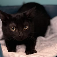 CAVENDISH C, chat à adopter