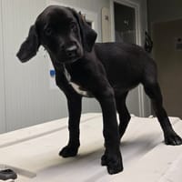 FINA, chienne à adopter