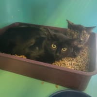 MOUSSTACHE, chatte à adopter