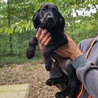 ELIOT, chien à adopter