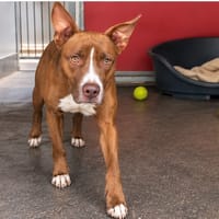 OUDINI, chien à adopter