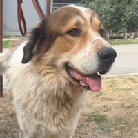 BOBI, chien à adopter