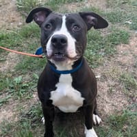 PIM'S, chienne à adopter