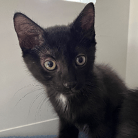 Tim, chat à adopter