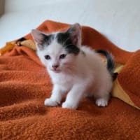 Breackfast, chat à adopter
