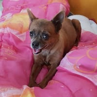 Coquette PAA24433, chienne à adopter