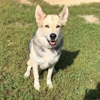 NUPTSE, chienne à adopter