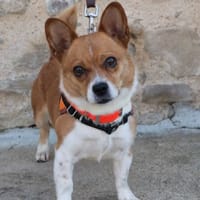 LOLA, chienne à adopter