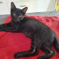 SHADOW, chat à adopter