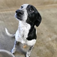 Quartz, chienne à adopter