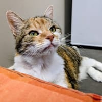 ROOKINE, chatte à adopter