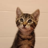 MIKO, chat à adopter