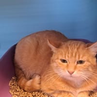 POMME, chatte à adopter