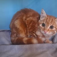 MYRTILLE, chatte à adopter