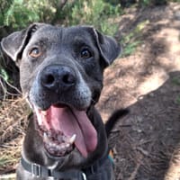 SPLASH, chien à adopter