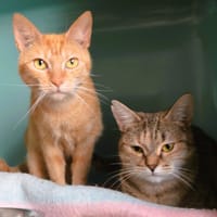 Pouffy CAB5959, chatte à adopter