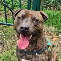 MARCUS, chien à adopter
