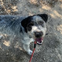 OREO, chien à adopter