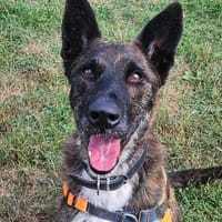 BAGHEERA, chien à adopter