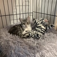 JADE (en cours d'adoption), chatte à adopter