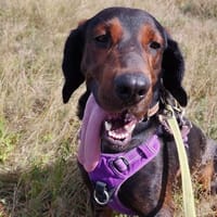 VIGO, chien à adopter