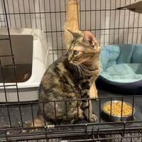 MUSCADE, chatte à adopter