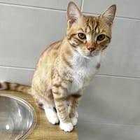SOLEIL, chat à adopter