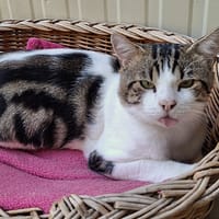 Pixel, chat à adopter
