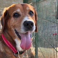 Charly, chien à adopter