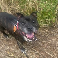 Jeyger, chien à adopter
