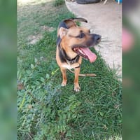 JAMES, chien à adopter