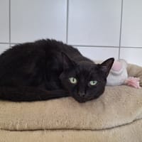 Rosy, chatte à adopter