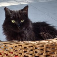 Dolly, chatte à adopter