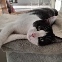 Tifou, chat à adopter
