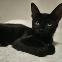 NICO, chat à adopter