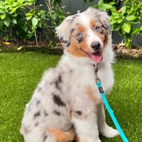 À L'ADOPTION - UN NOUVEAU DÉPART POUR LUI, chienne à adopter